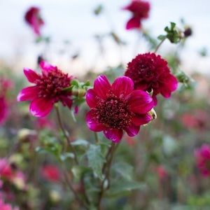 Meet your Posher, Dee